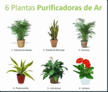 plantas-purificadoras-de-ar