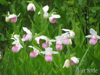 Showy Lady Slippers