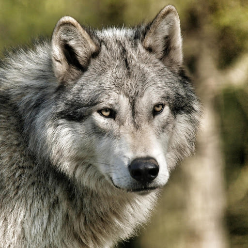 Hd-173308-ascw173308