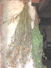 Plimoth Plant herbs drying inside home on side of fireplace