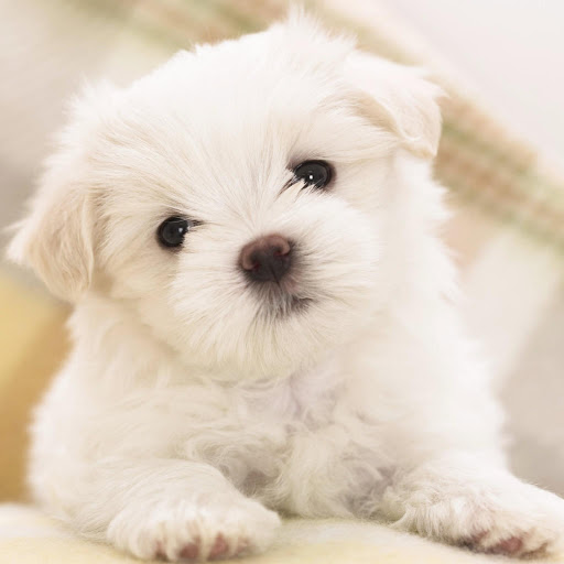 Hd-175747-ascw175747