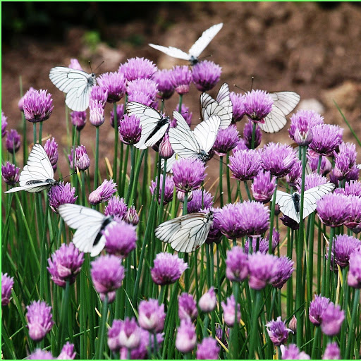 Hd-152754-ascw152754