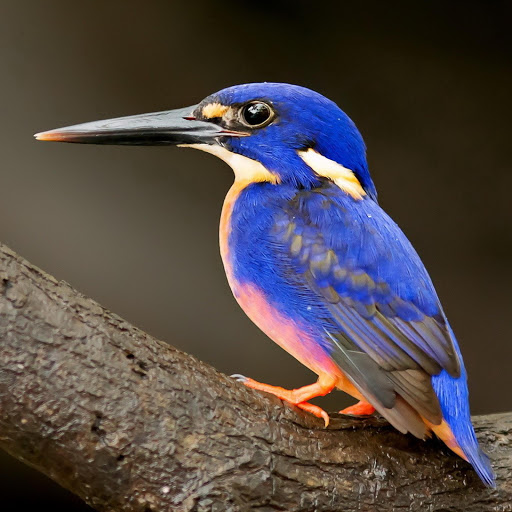 Hd-178220-ascw178220