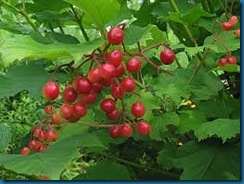 highbush cranberry viburnum