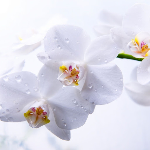 Hd-149340-ascw149340