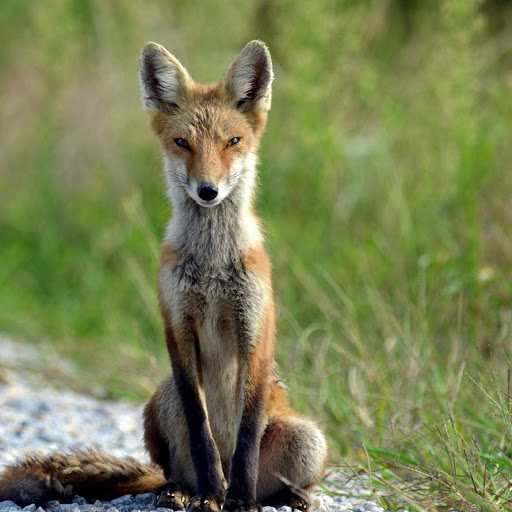 Hd-180078-ascw180078