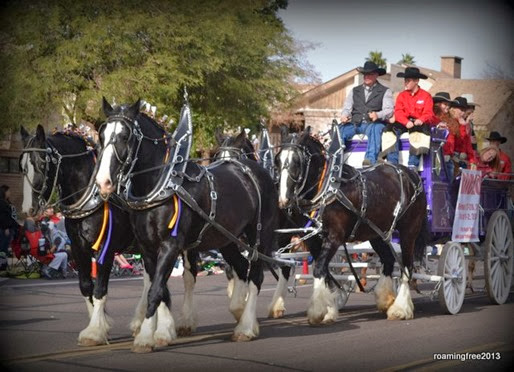 A beautiful team of horses