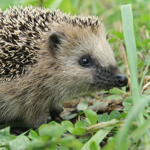 Hd-167858-ascw167858