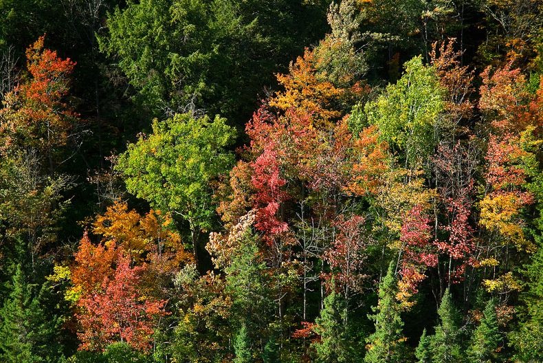 Algonquin- Park-23