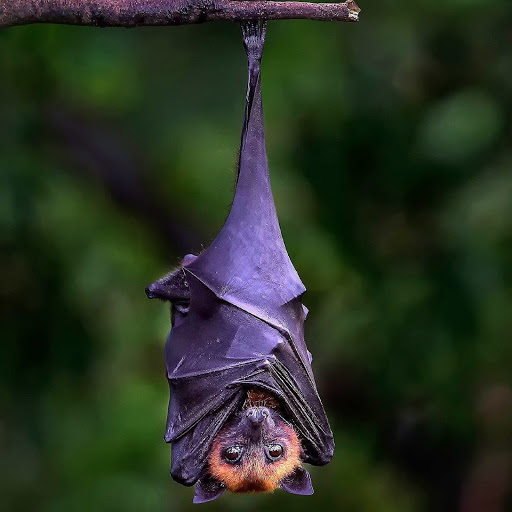 Hd-181750-ascw181750