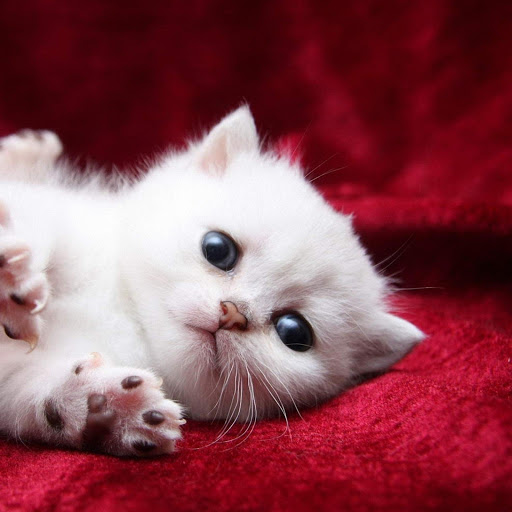 Hd-169522-ascw169522