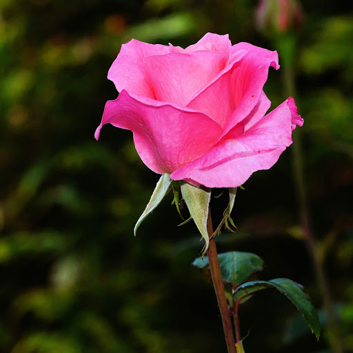 Hd-152519-ascw152519