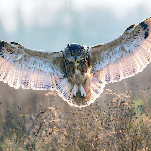 Hd-170374-ascw170374