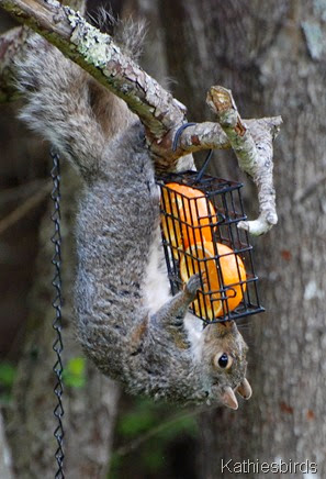 9. gray squirrel eating oranges-kab