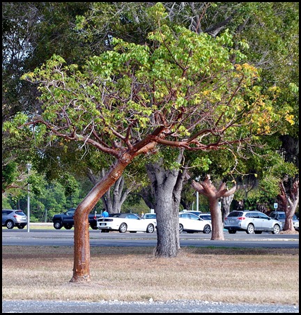 10e1 - Tree Walk - Gumbo Limbo