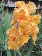 Spring 2012 orange gold iris