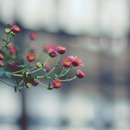 Hd-137286-ascw137286