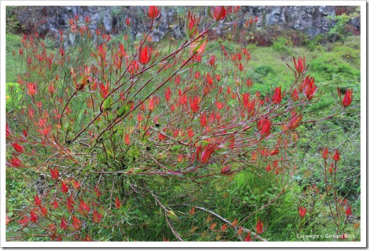 130715_KulaBotanicalGarden_Leucadendron-Safari-Sunset_001