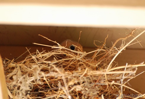 22. bird nest-kab