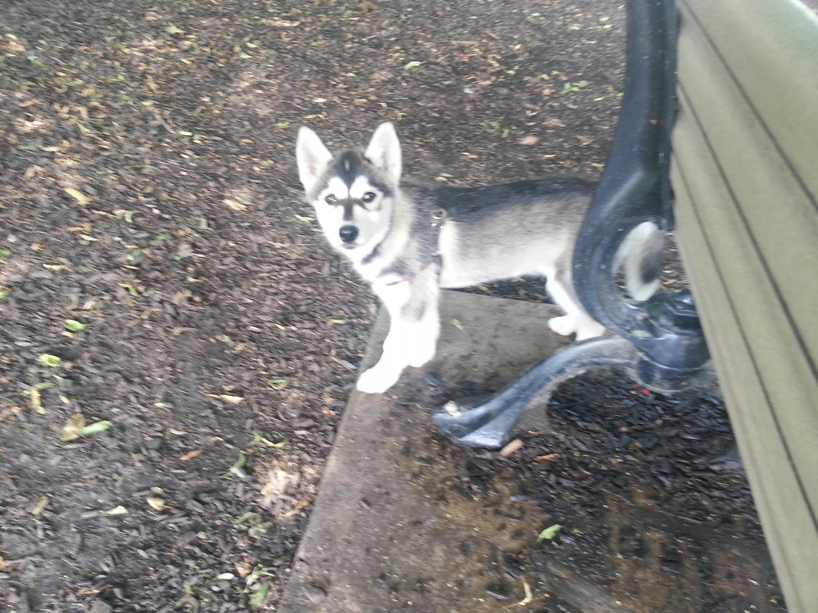My Goldie Yellow Lab Husky Mix July 2013