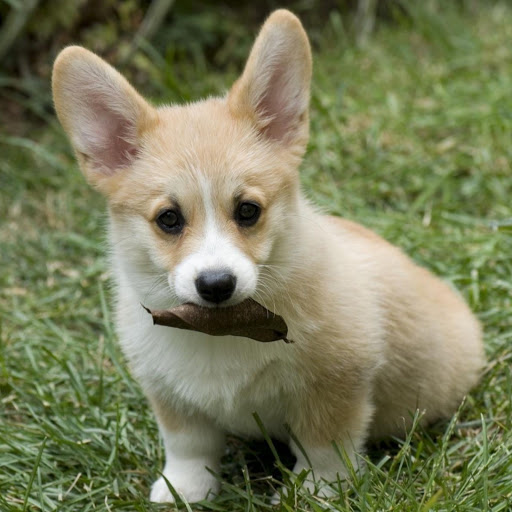 Hd-155016-ascw155016