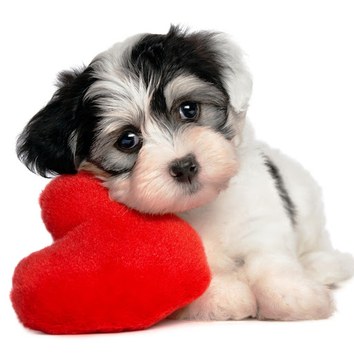 Hd-171650-ascw171650