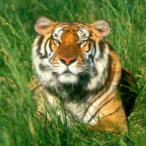 Hd-146540-ascw146540