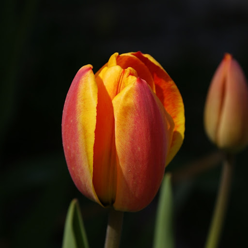 Hd-133442-ascw133442