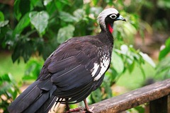 800px-Aburria_jacutinga_-Parque_das_Aves-8 800px-Aburria_jacutinga_-Parque_das_Aves-8