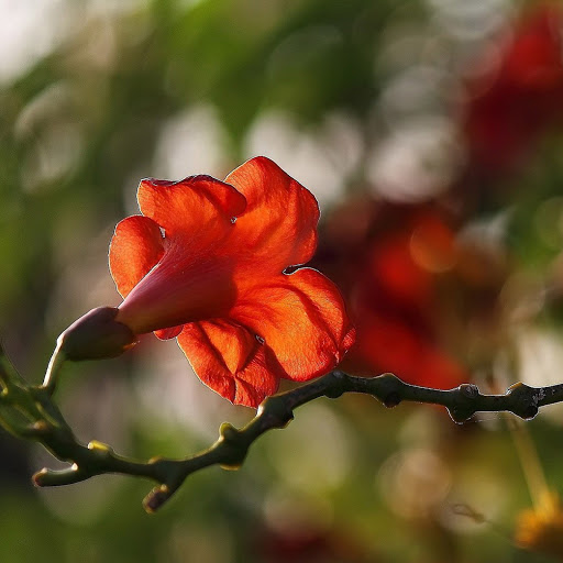 Hd-161322-ascw161322