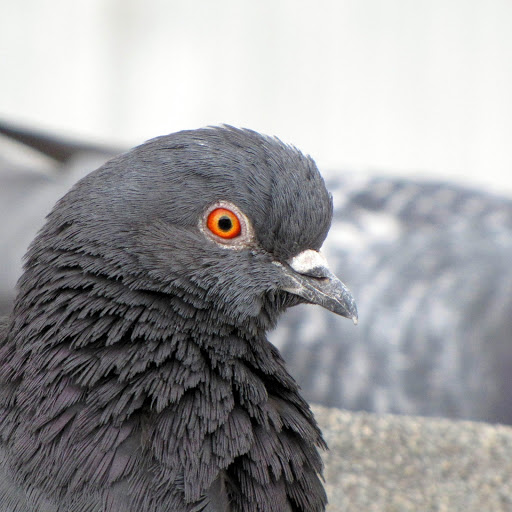 Hd-145056-ascw145056