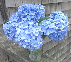 Hydrangea blue cut in vase waiting to dry2