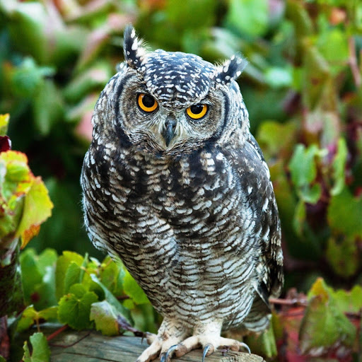 Hd-142709-ascw142709