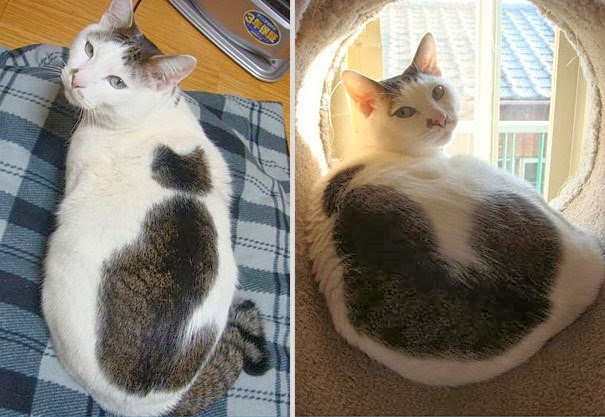 [gatos%2520con%2520manchas%2520cosasdivertidas%2520info%2520%25282%2529%255B2%255D.jpg]