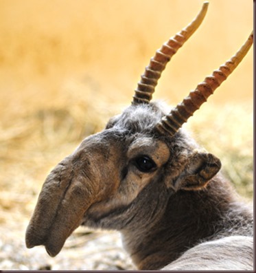 Amazing Animal Pictures The Saiga Antelope (1)