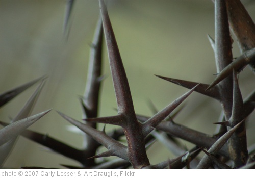 'girdle of thorns' photo (c) 2007, Carly Lesser &  Art Drauglis - license: http://creativecommons.org/licenses/by-sa/2.0/