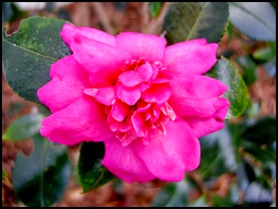 camellia8