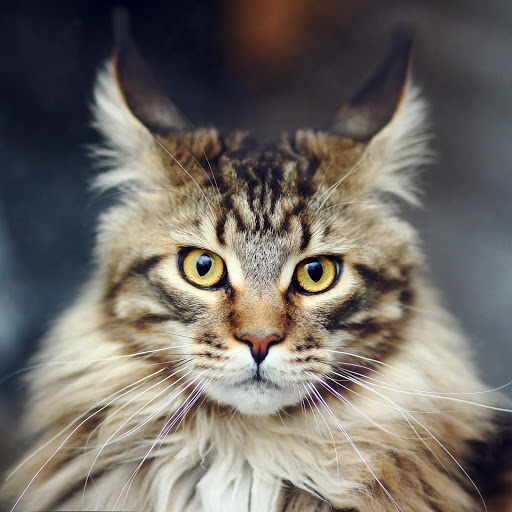 Hd-176383-ascw176383