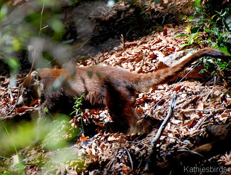 10. coati-kab