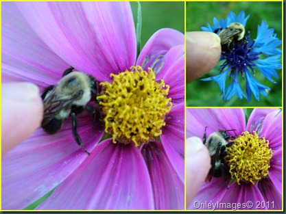 bee petting collage