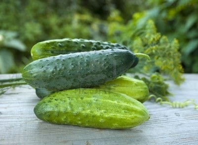 [Pepino%2520Italiano%2520para%2520Conservas%255B5%255D.jpg]