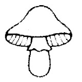 champignon-(10).jpg