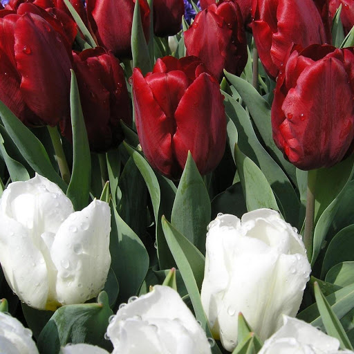 Hd-133701-ascw133701