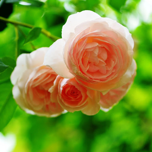 Hd-149138-ascw149138