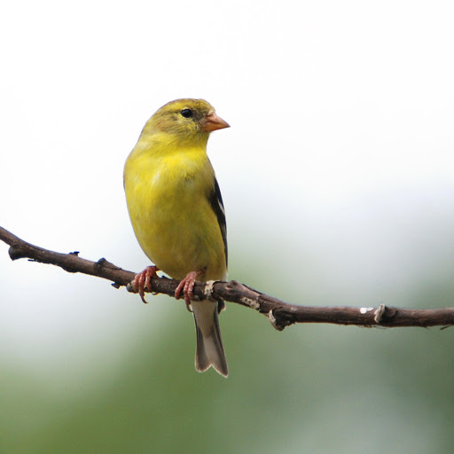 Hd-181322-ascw181322