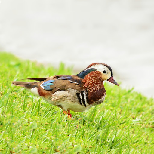 Hd-176804-ascw176804