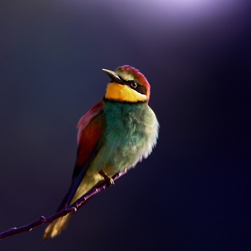 Hd-180208-ascw180208