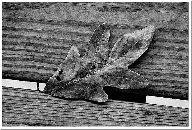 leaves-public-domain-pictures-1 (8)