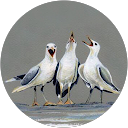Singing Seagull