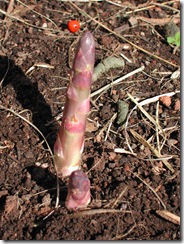 Asparagus spears emerge in early Spring; we keep cutting them at ground level while they remain flexible and we haven't gotten sick of eating them.